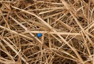 A needle with a blue head stuck in a haystack
