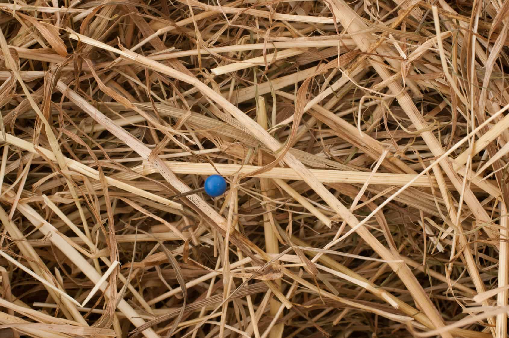 Uma agulha com uma cabeça azul enfiada num palheiro