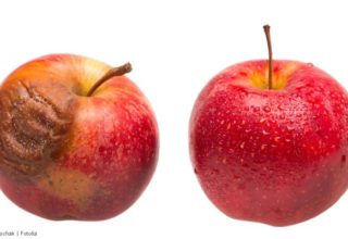 An apple with a rotten spot next to a fresh apple